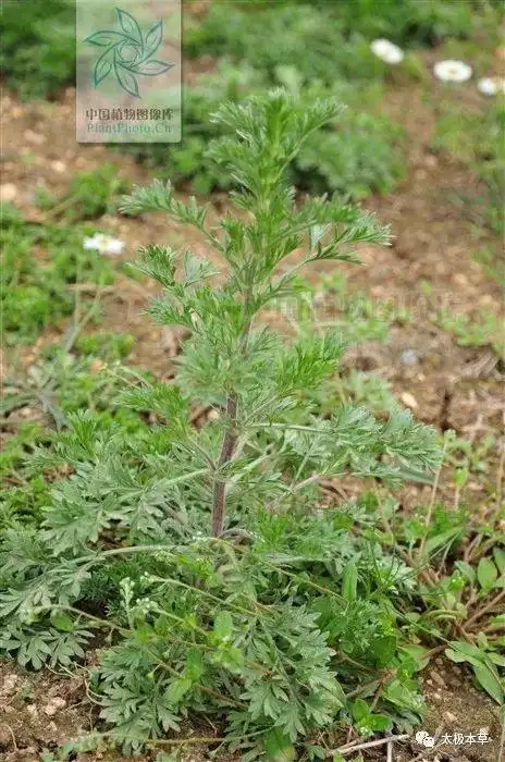 茵陈,见过吗?清湿热,退黄疸.用于湿疮瘙痒,传染性黄疸型肝炎