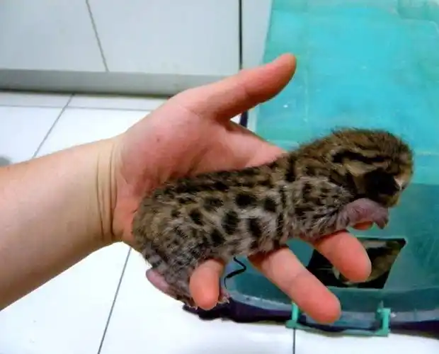 孟加拉豹猫大玫瑰斑纹小猫仔1天大