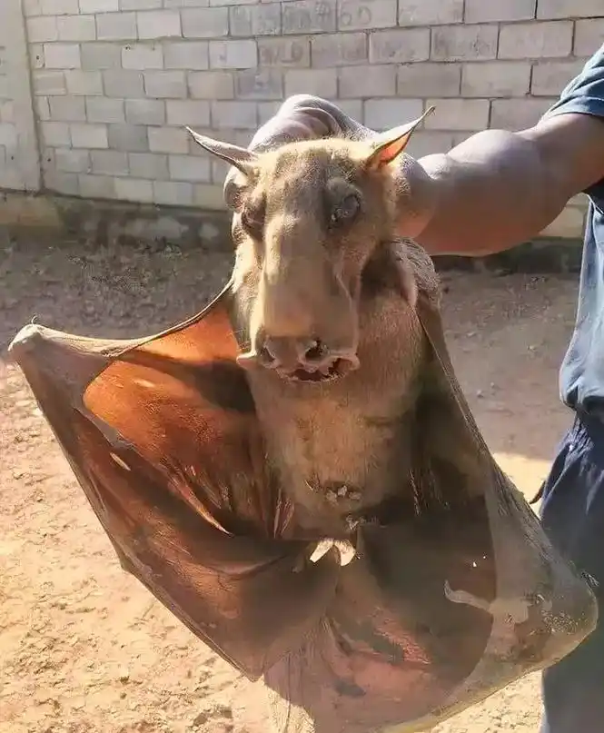 狗头蝙蝠09 - 抖音