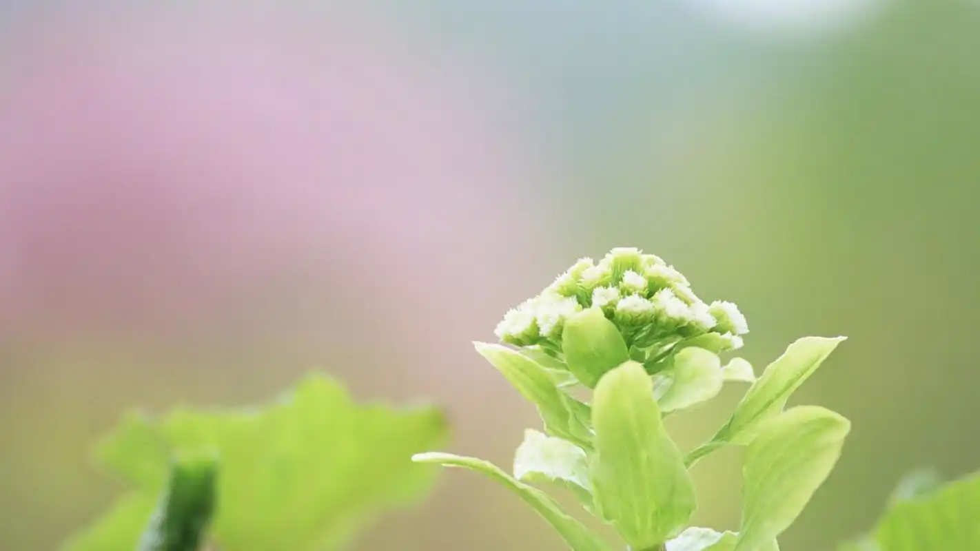 日系小清新唯美花卉植物高清桌面壁纸