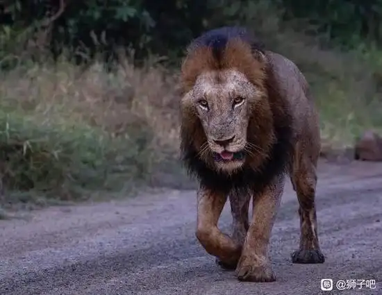 前段时间时尚兄弟两个追赶几头小魔鬼雄狮,小魔鬼雄狮带着自己的 - 抖