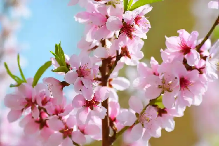 粉色的毛桃花很漂亮,原创拍摄