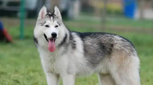 狗品种大全及图片,名犬品种大全及图片图12