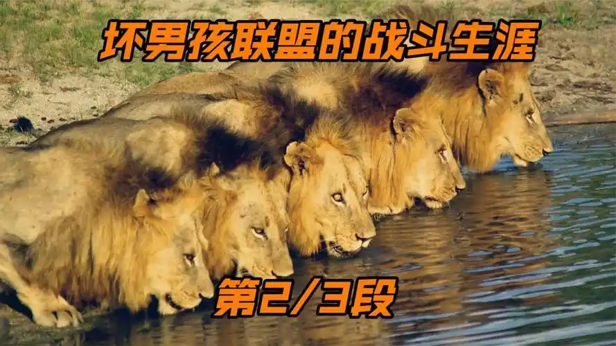 坏男孩联盟的战斗历程,最强双狮莫瓦斯兄弟,纪念坏男孩!