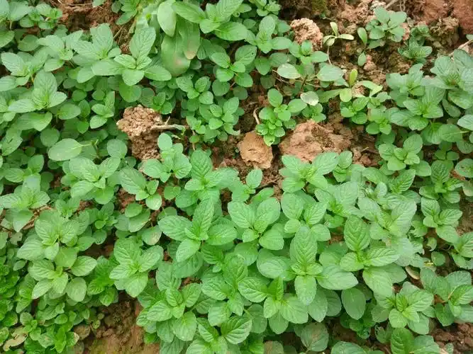 天然野生薄荷……绿色健康蔬菜