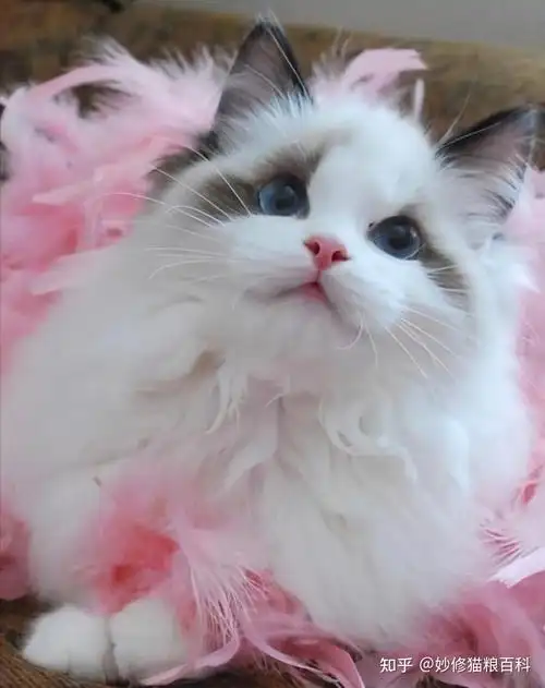 这几种猫是猫界颜值的天花板很多人追着养