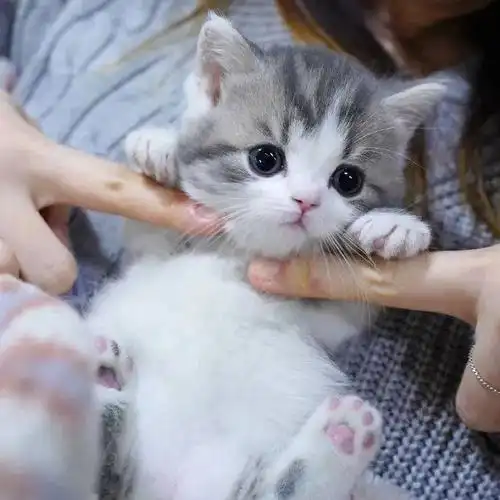 萌萌哒的小奶猫太可爱了