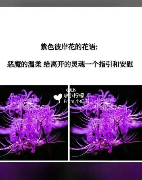 不同颜色彼岸花花语_华晨宇_彼岸花_素材_文字素材