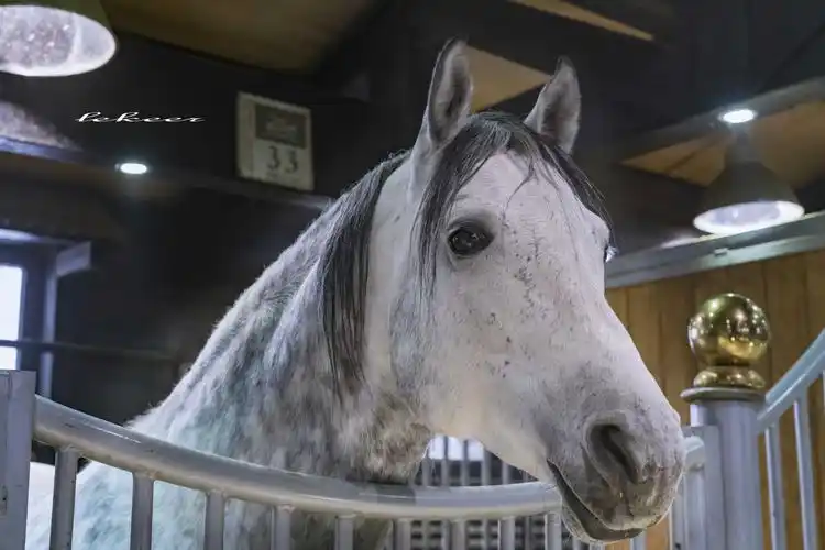 马中贵族沙迦.阿拉伯马奔跑姿态相当酷,但在马厩里显得非常温顺.