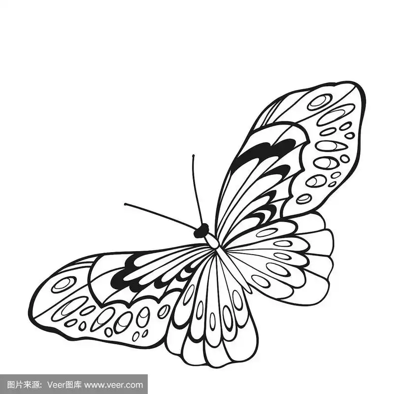 张开翅膀的黑白蝴蝶
