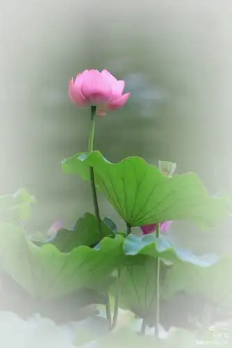 一念心清净, 莲花处处开,一花一净土, 一土一如来.