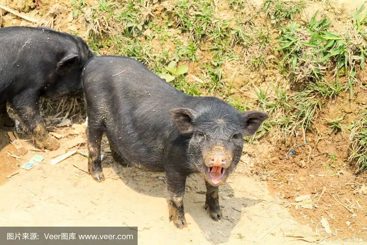 猪笑的特写镜头.