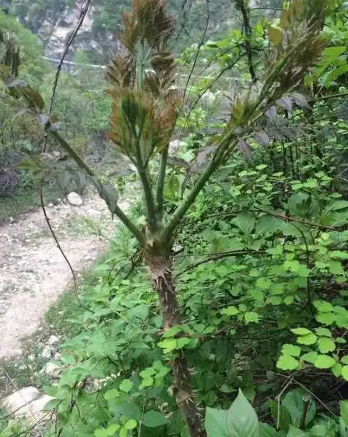 苦刺头的功效与作用