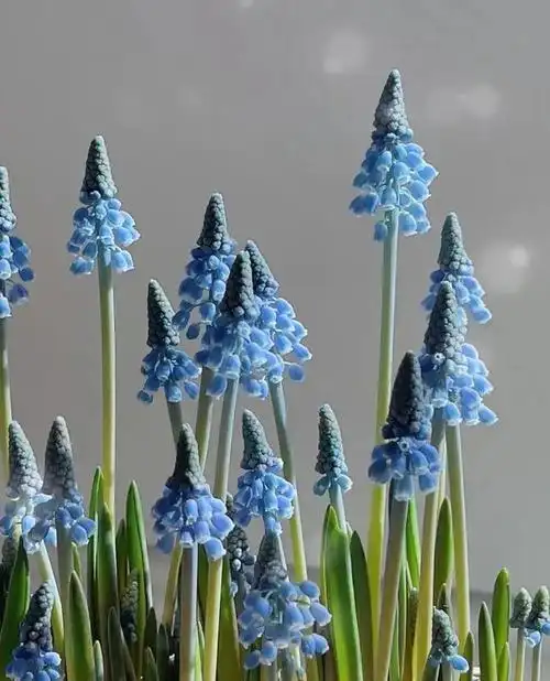 葡萄风信子有蓝色品种,紫色品种,白色品种和粉色品种等,最常见的就是