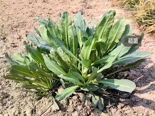 每周一味中药——板蓝根