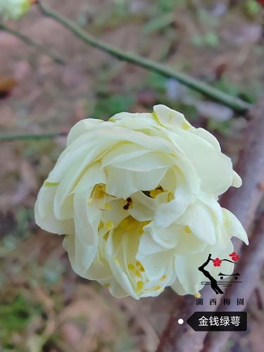 【梅香如故】原生金钱绿萼梅花扦插三年苗盆养熟桩绿萼类经典名品