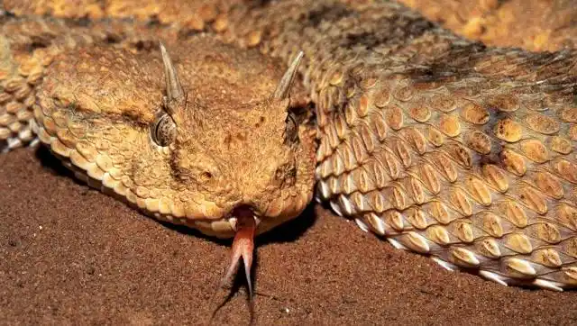 世界上长相最奇葩怪异的蛇,头上长角,竟有5个脑袋!