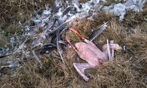 鄱阳湖鸟殇:天鹅尸体还热着,大雁现场拔光毛