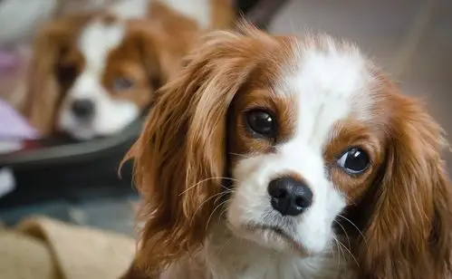 狗狗歪头杀是在卖萌?不不不,它在接收你的信息