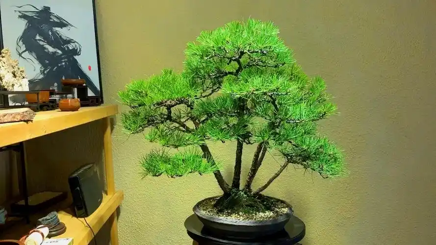 日本盆景丛林式三河黑松