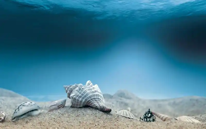海底中的美丽贝壳唯美桌面壁纸下载