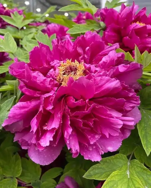 1080_1350竖版 竖屏