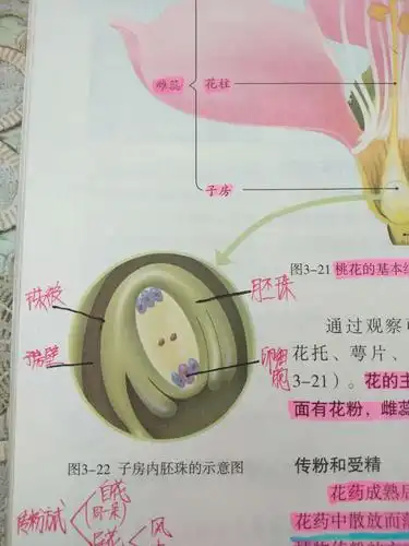 观察花的内部结构(胡锦昀曹兆颖)