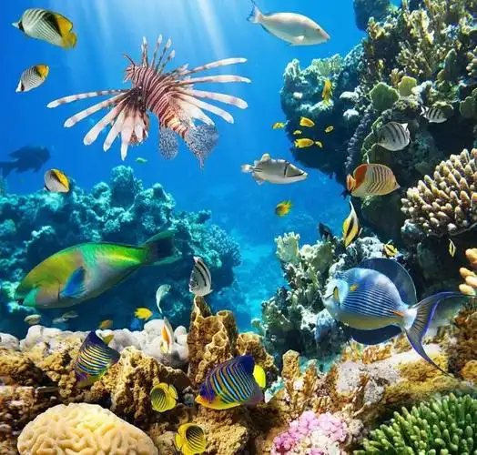 世界上最大的海,面积相当于中国国土面积的一半——珊瑚海