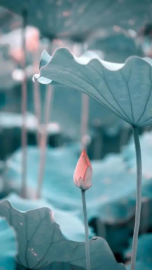 全屏壁纸高清有木有求