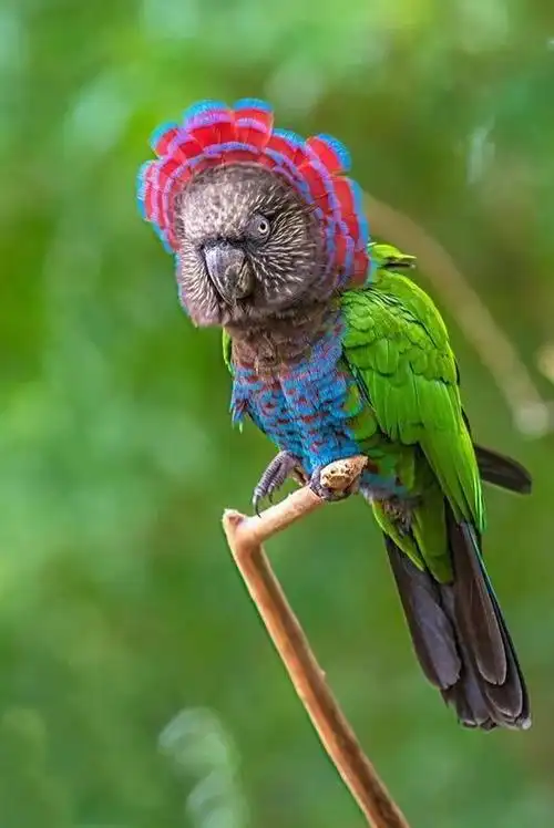 保证你从没见过史上最罕见的奇鸟见者有福了