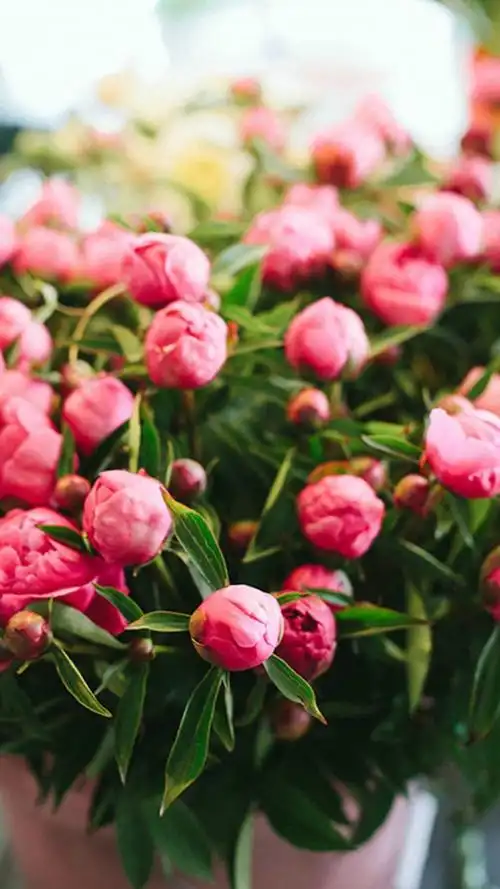 唯美花卉植物静物图片壁纸_高清手机壁纸