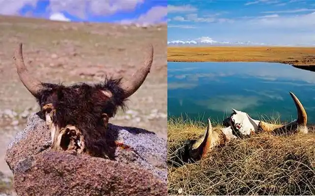 可可西里女孩遗骸被找到确认遇难除了自杀还有可能是啥情况