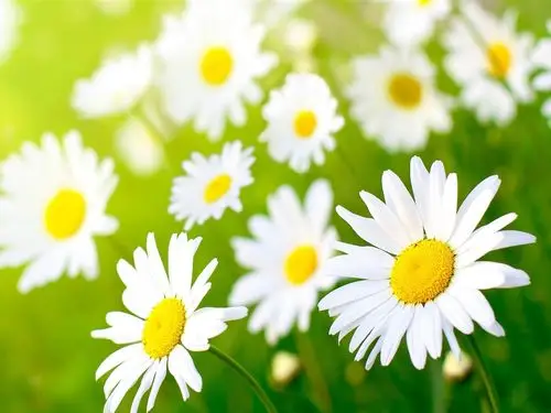 描述: 白色小雏菊-鲜花高清宽屏壁纸 当前壁纸尺寸: 1280 x 960