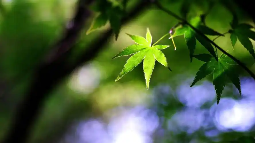 绿色护眼清新自然风景壁纸