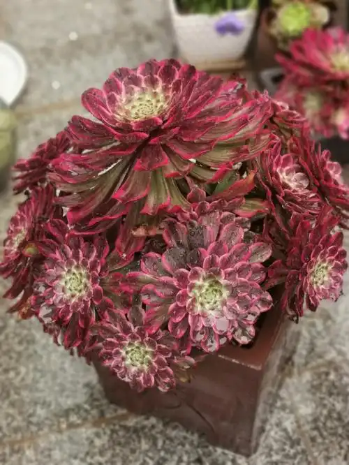 超墨法师不张扬的美