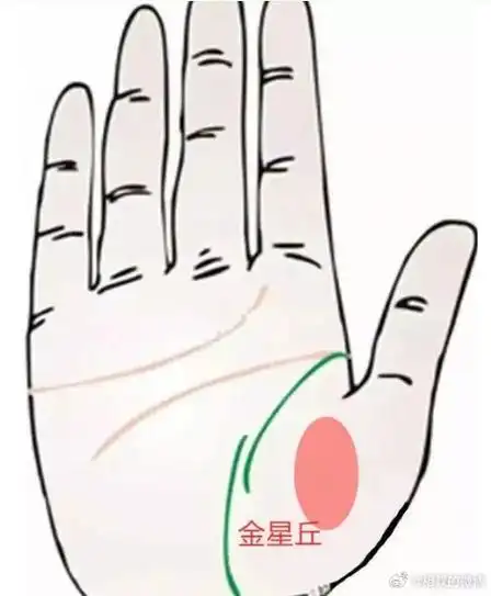 位于食指下方的金星丘
