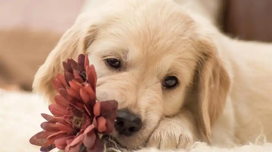 首页 动物与鸟 狗狗 狗与花 壁纸 / 1600x900 壁纸下载 壁纸描述: 狗