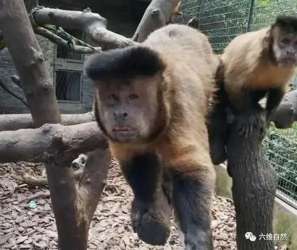 浙江一只"国字脸"猴子走红,像猴子派来的逗比,有多接近人类?