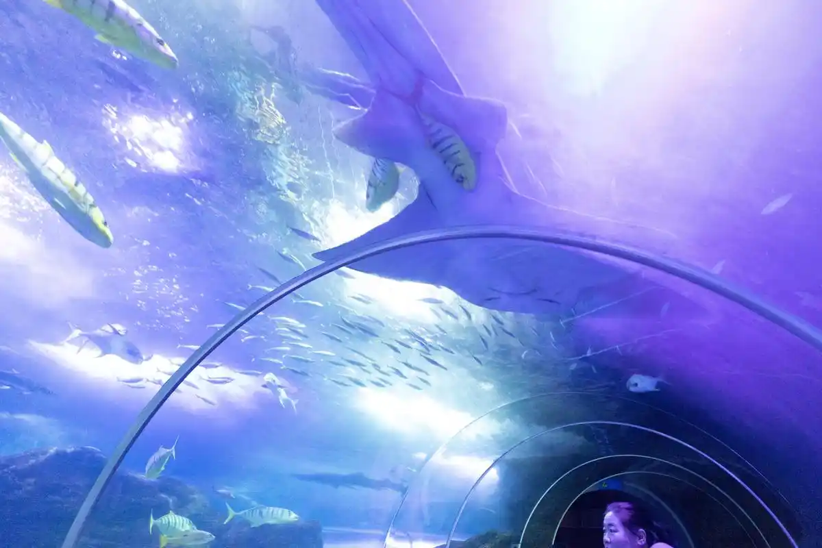 青岛海底世界:小朋友的最爱,亲子游首选目的地