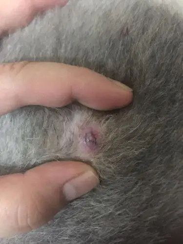 狗狗这是什么病