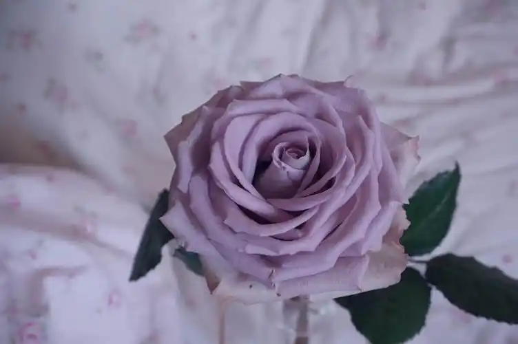 每日一花:memory lane玫瑰淡紫色 花期长 … - 堆糖,美图壁纸兴趣社区