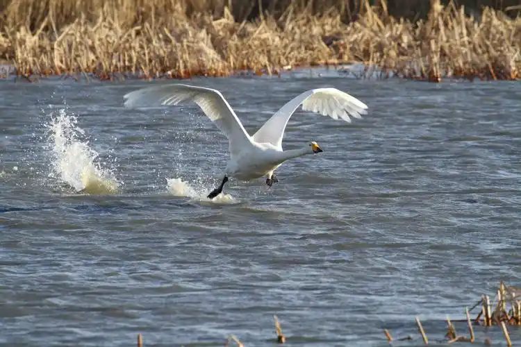 美丽的白天鹅飞翔篇