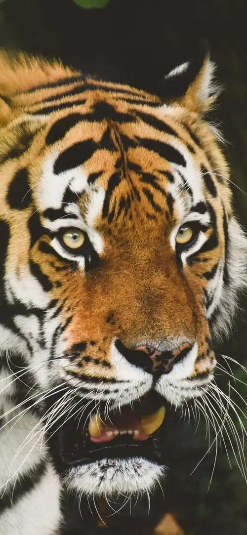 你们要的老虎壁纸来了 全面屏手机高清壁纸