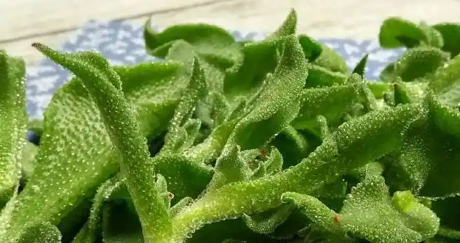 大家都还是认识的,比如青菜,白菜,花菜等,但是还有许多比较罕见的蔬菜