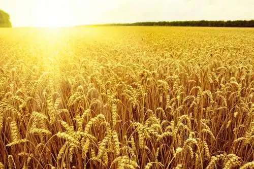 太阳下的金色麦田