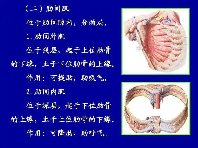 解剖学 第3讲:骨骼肌ppt