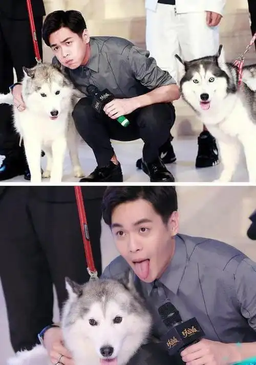 张若昀为什么叫哈士奇 张若昀是富二代星二代出身吗|娱乐圈|女演员