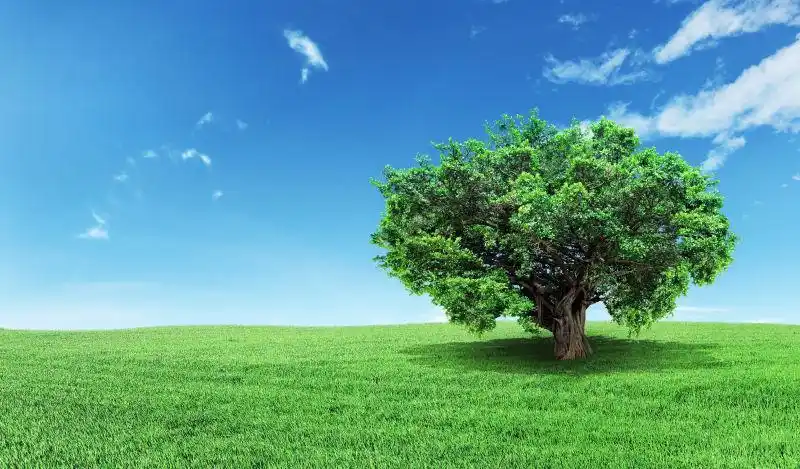 蓝天白云下的一棵大树