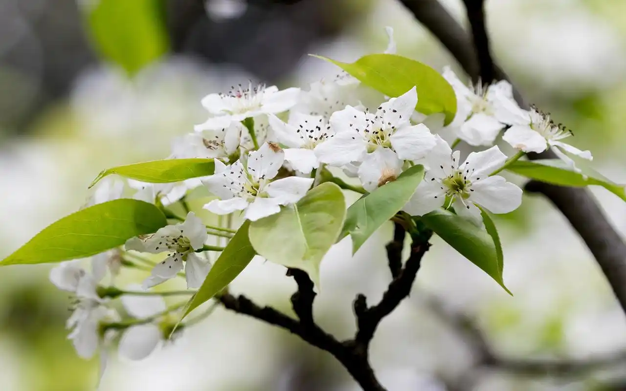 洁白梨花唯美高清桌面壁纸高清大图预览1920x1200_植物壁纸下载_美桌