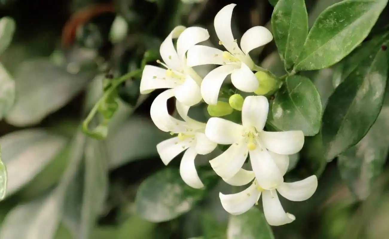 九里香,别名:七里香,千里香,九树香 纤纤绿裹排金粟,何处能容九里香.